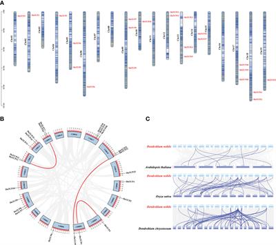 Genome-wide identification and characterization of TCP gene family in Dendrobium nobile and their role in perianth development